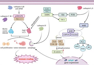 The role of lysosomal peptidases in glioma immune escape: underlying mechanisms and therapeutic strategies